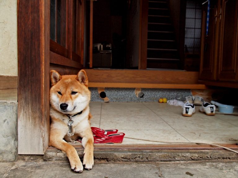 Why Japanese Homes Often Begin With a Genkan